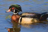 Wood Duck_48629